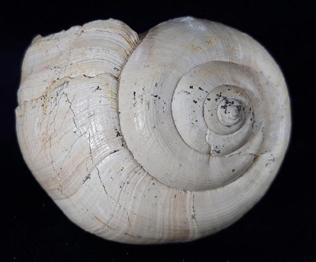Ampullina perusta (DEFRANCE in BRONGNIART 1823) - Bild &copy; FossNet FossilienStore